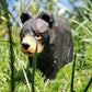 【wudimals ブラックベア】ウディマル 40490  木製 動物 ウディマル オブジェ フィギュア  インテリア