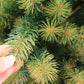 【アドベントカレンダー付】シュヴァルツヴァルトツリー195cm クリスマスツリー 195cm RSグローバルトレード社 RS GLOBAL TRADE 195 ドイツ SCHWARZWALD TREE　Tanne Schwarzwald